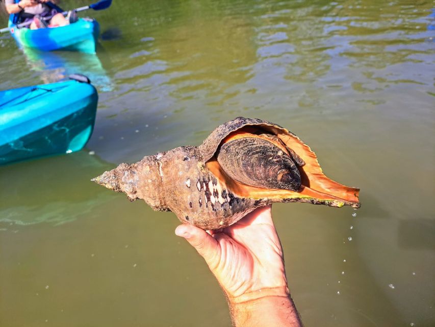 Marco Island: Kayak Mangrove Ecotour in Rookery Bay Reserve - Gear That Cuts the Hassle (Dry Bags and Life Vests)