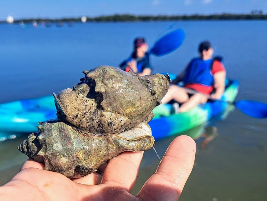 Marco Island: Kayak Mangrove Ecotour in Rookery Bay Reserve - Meeting at Isles of Capri Paddlecraft Park: Get Set Up Fast