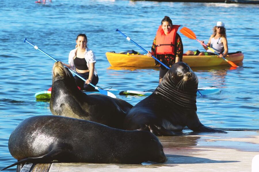 Marina Del Rey: Kayak and Paddleboard Tour with Sea Lions - Start line at Mother’s Beach: the moment you get ready to actually go