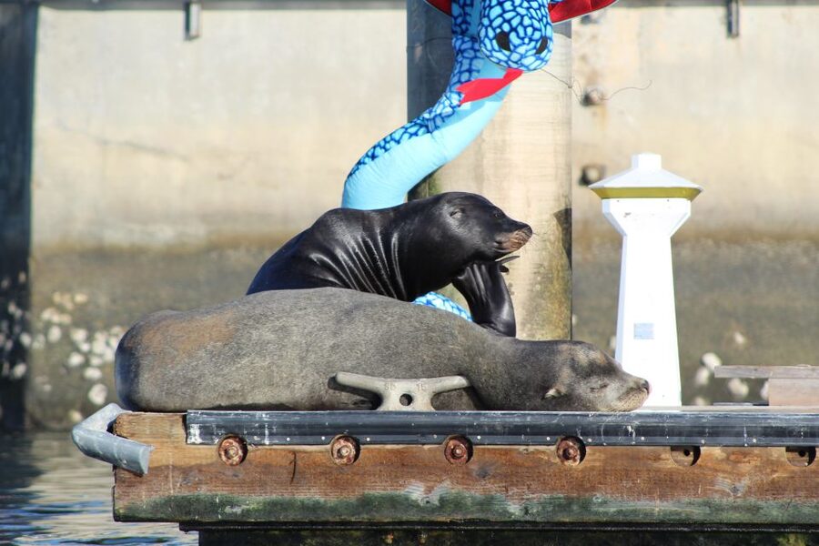 Marina Del Rey: Kayak and Paddleboard Tour with Sea Lions - The paddle out: calm marina water, then the main channel
