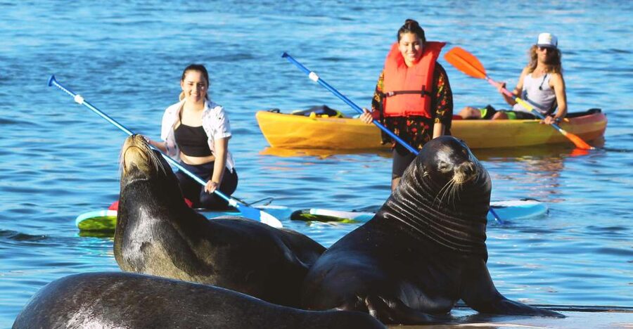 Marina Del Rey: Kayak and Paddleboard Tour with Sea Lions - Searching for sea lions: how the guide turns scanning into a real skill