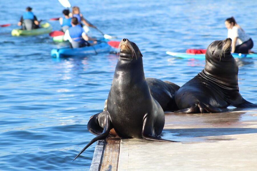 Marina Del Rey: Kayak and Paddleboard Tour with Sea Lions - Price and value: is $79 fair for what you get?