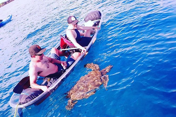 Maui Clear Kayak and Snorkel Tour: Swim with turtles (Makena) - Winter whale watching: what to hope for (and what not to assume)