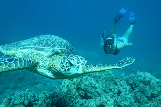Maui Clear Kayak and Snorkel Tour: Swim with turtles (Makena) - Cost and value: what your $130 buys on Maui