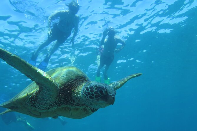 Maui Clear Kayak and Snorkel Tour: Swim with turtles (Makena) - Who this tour is best for