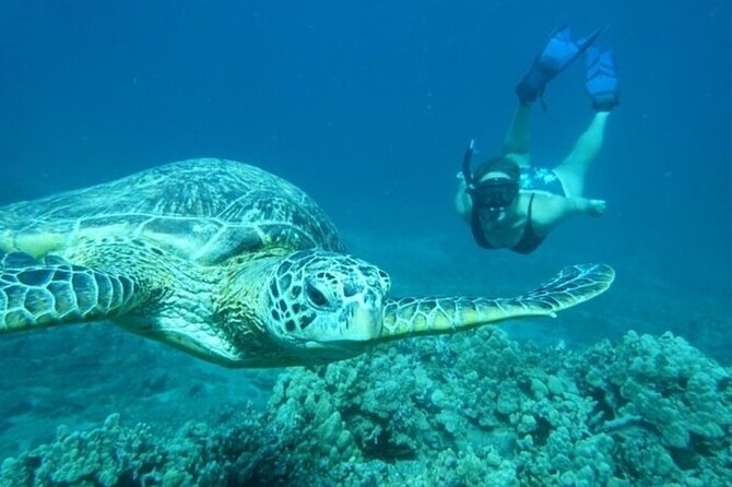 Maui Clear Kayak and Snorkel Tour: Swim with turtles (Olowalu) - Optional snorkel portion: how to decide once you’re on the water
