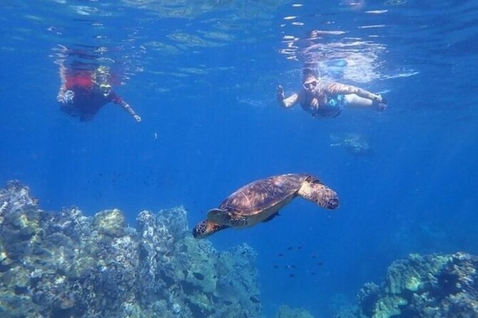 Maui Clear Kayak and Snorkel Tour: Swim with turtles (Olowalu) - What’s included (and what you’ll want to plan for)