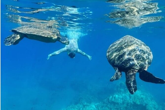 Maui Clear Kayak and Snorkel Tour: Swim with turtles (Olowalu) - Price and value: is $130 fair for 3 hours?
