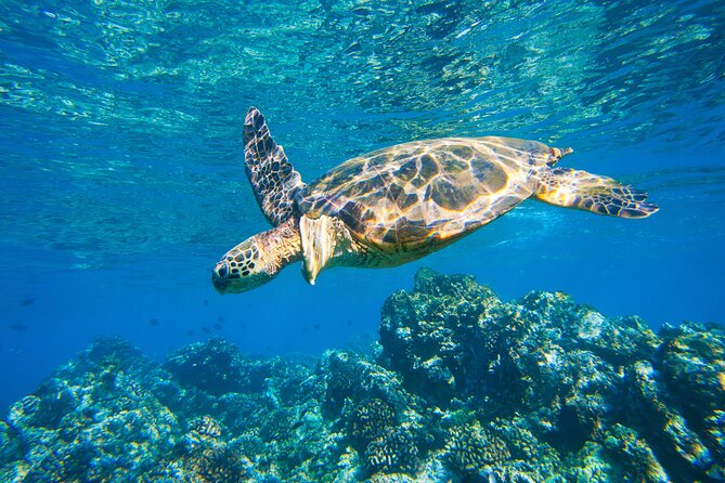 Maui South Shore Premier Kayak and Snorkel Tour from Makena Beach - Makena Beach refresh break: when your body says thank you