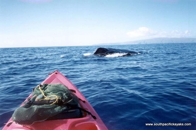 Maui South Shore Premier Kayak and Snorkel Tour from Makena Beach - Motion sickness and choppy water: the decision point