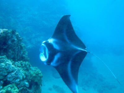Maui: Turtle Town Kayak and Snorkel Tour - Meeting at Makena Landing: Finding It Without Stress