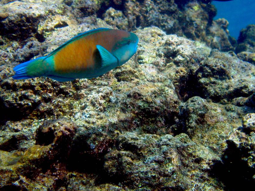Maui: West Side Discovery Kayak & Snorkel from UKUMEHAME - The 2 km kayak paddle: short, steady, and beginner-friendly