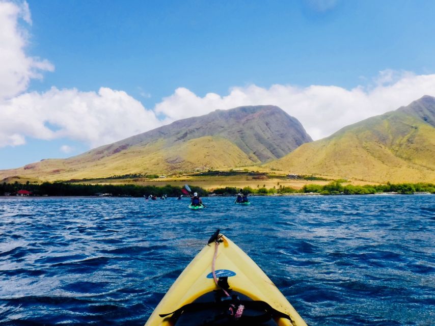 Maui: West Side Discovery Kayak & Snorkel from UKUMEHAME - Wildlife and whales: what to expect during whale season