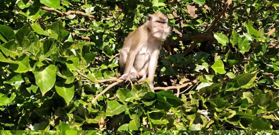 Mauritius: River Guided Kayak Tour with Monkeys - What the guide actually teaches: flora, fauna, and island life