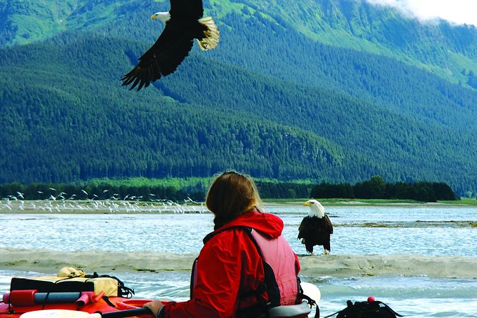 Mendenhall Glacier View Sea Kayaking - Wildlife spotting works best when you’re quiet and observant
