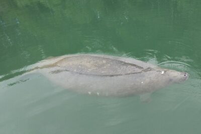 Miami Kayak and Paddleboard Rentals in Virginia Key - What you’ll paddle: board, single kayak, or tandem kayak
