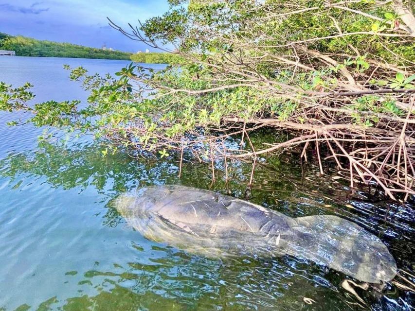 Miami: Manatee Season Paddleboard or Kayak Tour - What to Bring: Your Practical Checklist for Virginia Key Water
