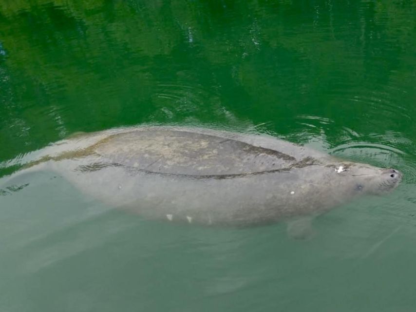 Miami: Manatee Season Paddleboard or Kayak Tour - Lamar Lake to Biscayne Bay: Why the Route Makes the Experience