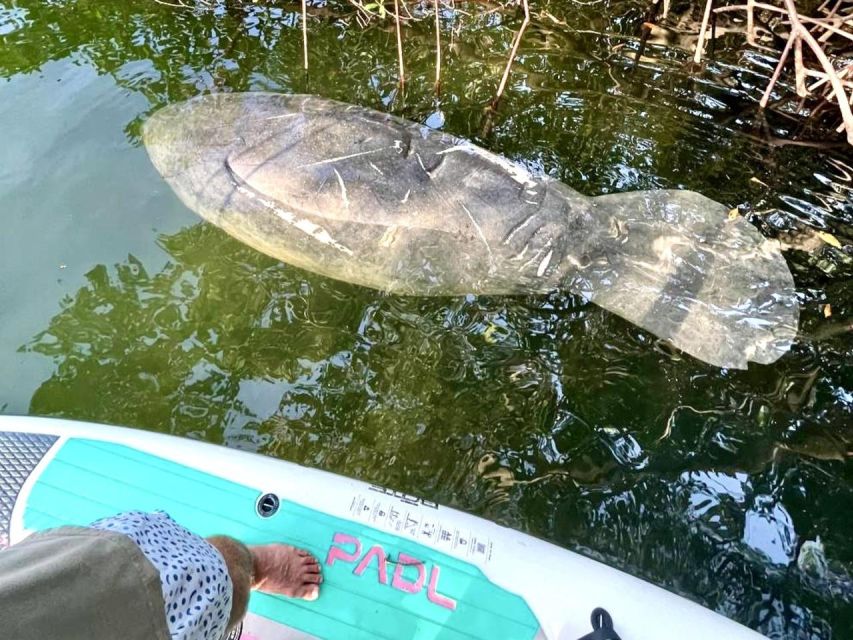 Miami: Manatee Season Paddleboard or Kayak Tour - Price and Value: Is $85 Reasonable for a Guided Manatee Paddle?
