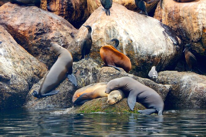 Monterey Bay Kayak Rental Two Hours: Otters, Seals and Sea Lions - Cannery Row Launch: Why This Spot Makes Kayaking Feel Easy