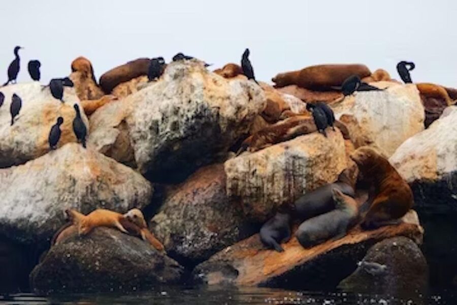 Monterey: Cannery Row Kayak Tour - Wildlife That Isn’t Just a Maybe: Otters, Seals, Sea Lions, and More
