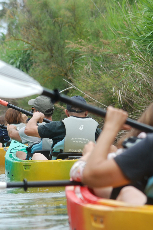 Montpellier : Birdwatching by kayak in the Camargue - Should you book L’échappée verte’s Camargue kayak birdwatching?