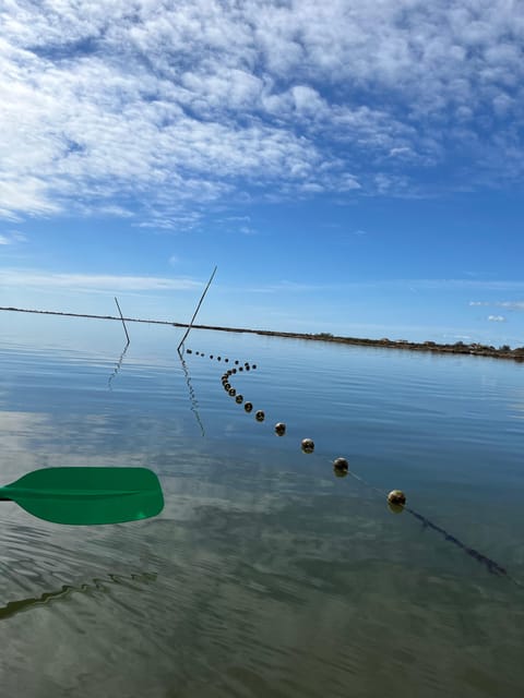Montpellier : Birdwatching by kayak in the Camargue - What wildlife you’re actually here for: birds, fish life, and the lagoon system