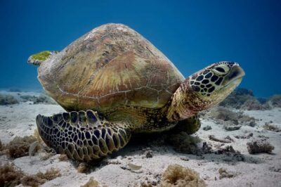 Moorea: Hauru Lagoon 3-hour Guided Kayak Tour with Snack - Snorkeling in the coral garden between motus: how the tour keeps it fun
