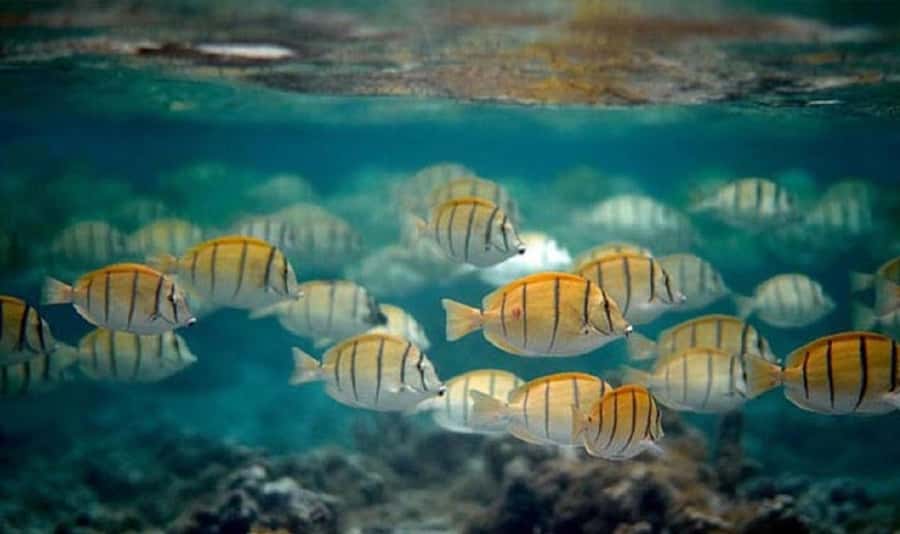 Moorea: Hauru Lagoon 3-hour Guided Kayak Tour with Snack - Weather, timing, and the 48-hour confirmation step
