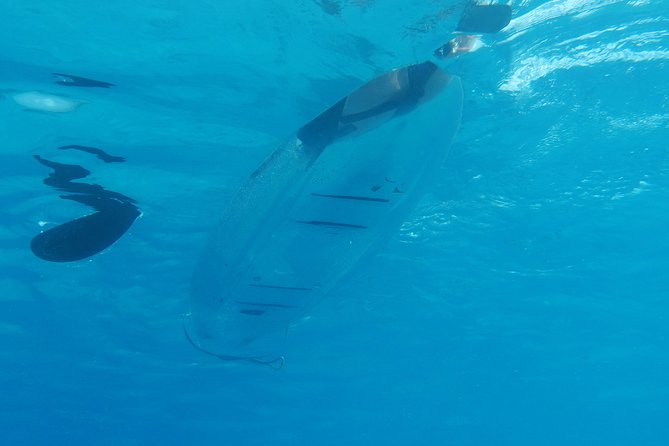 Moorea Lagoon Tour by Transparent Kayak - Transparent Kayaks Over Moorea’s Coral: What That Actually Changes