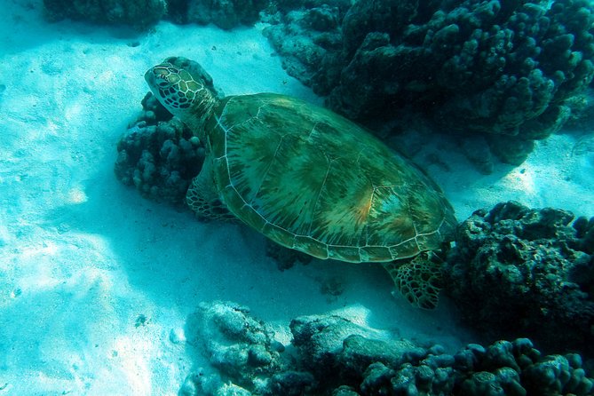 Moorea Lagoon Tour by Transparent Kayak - How the 2-Hour Timing Works in Real Life