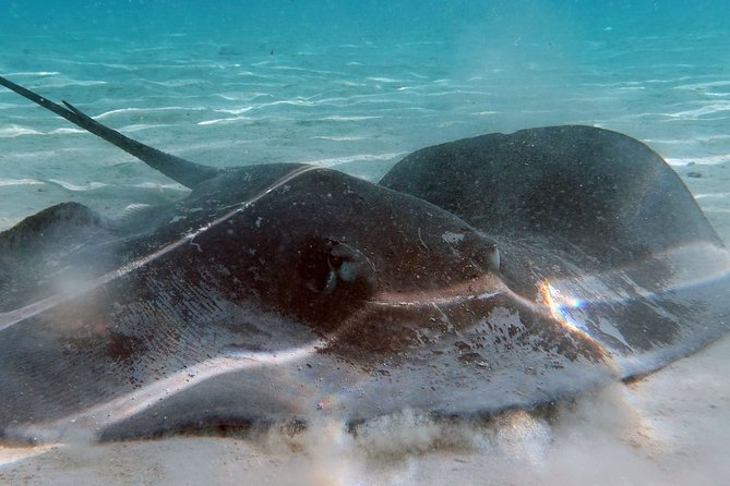 Moorea Lagoon Tour by Transparent Kayak - Meeting Point Reality: Showing Up Without Getting Stuck Outside