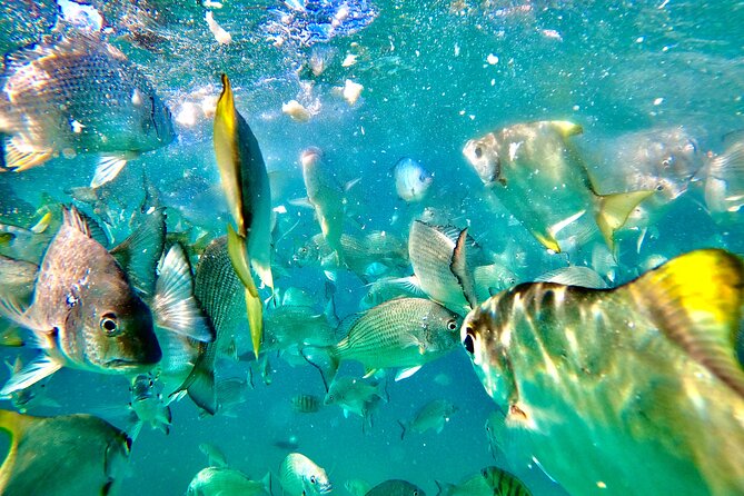Moreton Island Day Trip (Kayak, Snorkel & Sandboard) frm Brisbane or Gold Coast - Transparent kayak tour: seeing fish from above