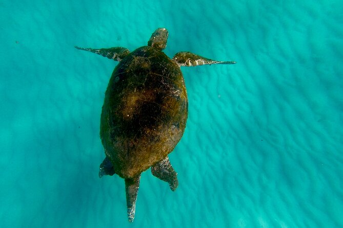 Moreton Island Day Trip (Kayak, Snorkel & Sandboard) frm Brisbane or Gold Coast - Lunch on the beach: what it’s like and how long it really lasts