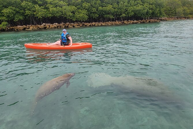 Nature & Island Exploration on SUP/Kayak - The mangrove canal route: why it’s more than just pretty scenery