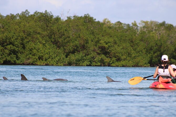 Nauti Exposures - Guided kayak tour through the Mangroves - Naples mangroves: why this tour feels different