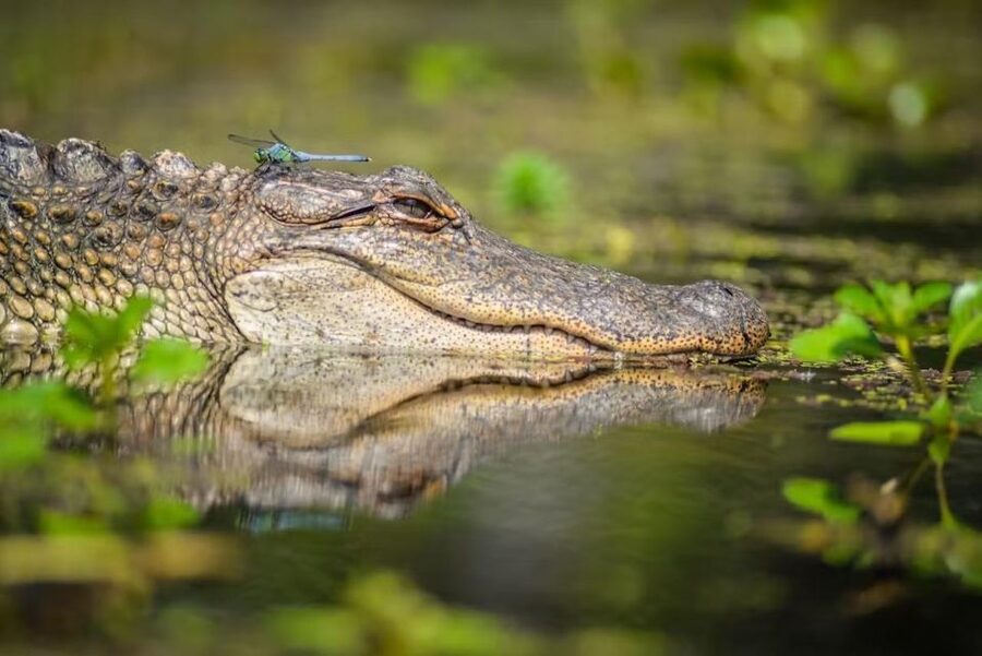 New Orleans: Manchac Magic Kayak Swamp Tour - Meet at 732 N Rampart and Get Paddle-Ready