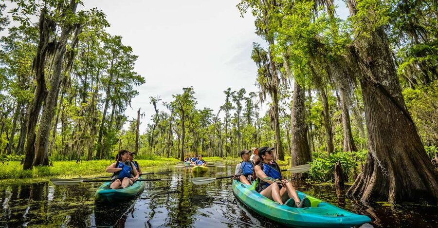 New Orleans: Manchac Magic Kayak Swamp Tour - Wildlife Spotting Odds: Birds, Gators, and the Surprise Animals