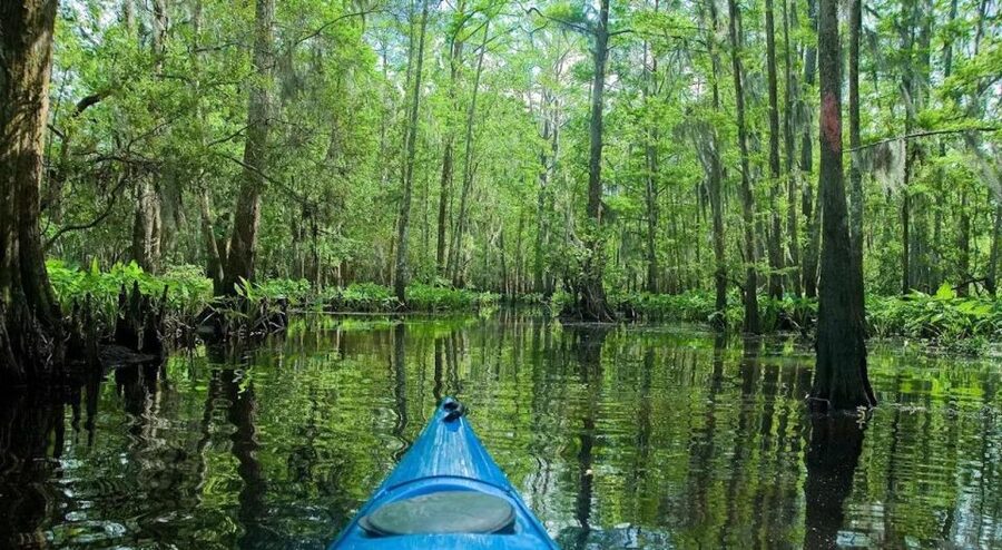 New Orleans: Manchac Magic Kayak Swamp Tour - History on the Water: Cypress Logging and Ruddock