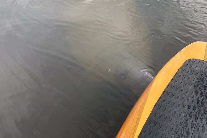 New Smyrna Dolphin and Manatee Kayak and SUP Adventure Tour - Key things that make this tour worth a look
