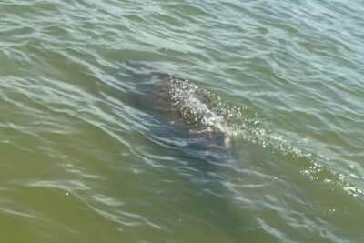 New Smyrna Dolphin and Manatee Kayak and SUP Adventure Tour - What happens during the ~2 hours on the water