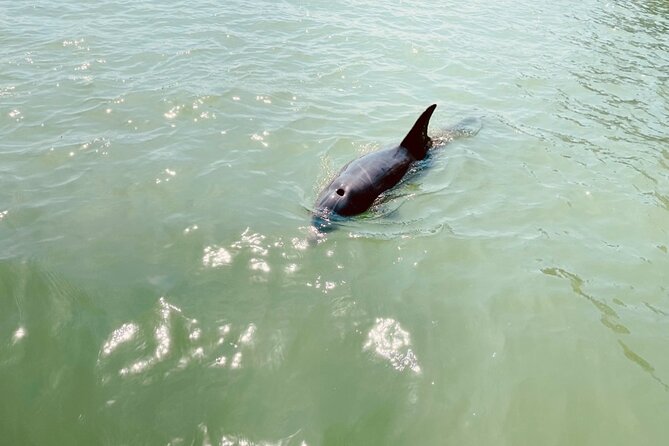 New Smyrna Dolphin and Manatee Kayak and SUP Adventure Tour - Price and value: is $65 for two hours fair?