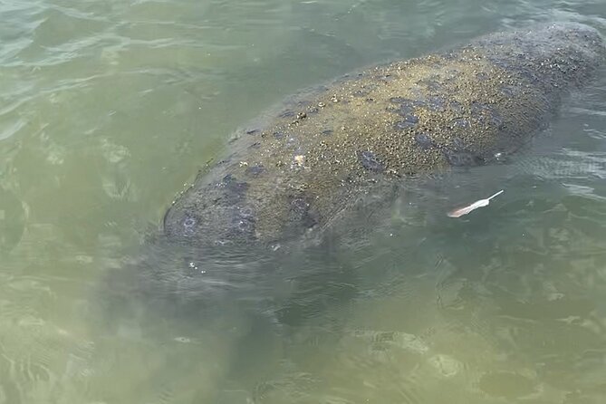 New Smyrna Dolphin and Manatee Kayak and SUP Adventure Tour - Route feel: mangroves, backwaters, and what to ask for