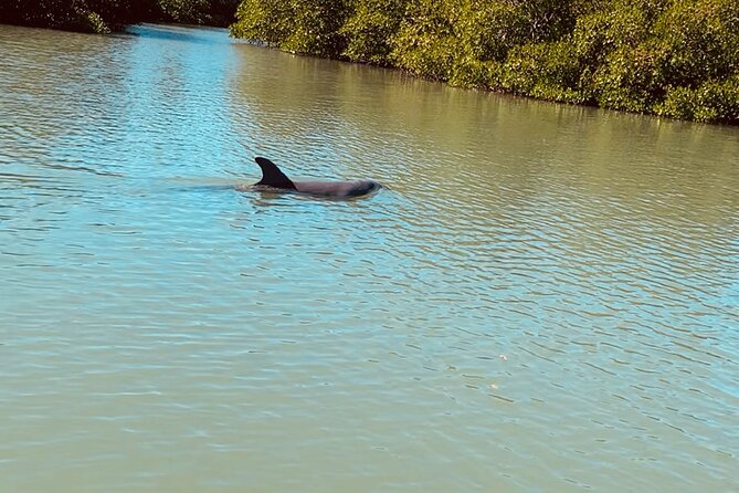 New Smyrna Dolphin and Manatee Kayak and SUP Adventure Tour - Who this tour is best for (and who should pick something else)