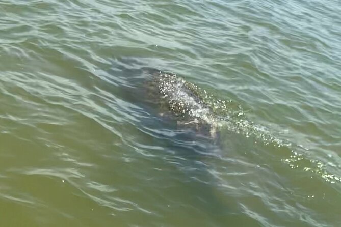 New Smyrna Dolphin and Manatee Kayak and SUP Adventure Tour - What happens during the ~2 hours on the water