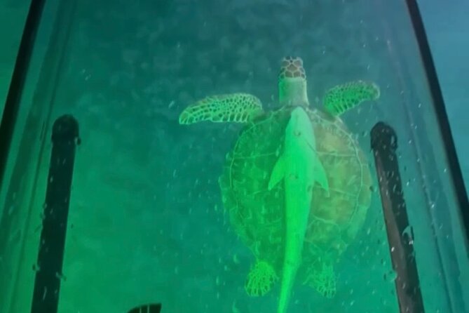 Night Kayak Tour St. Thomas - Westin Frenchman's Reef - What You’re Actually Looking For Under the Lights