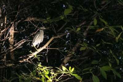 Night Kayaking Experience on Bioluminescent Lagoon in Fajardo - The 2-hour flow: from Kayaking 101 to paddling through mangroves