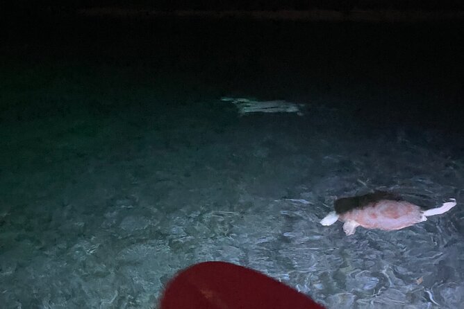 Night Kayaking with Liquid Glow - Why Night Kayaking With Liquid Glow Feels So Special in Anguilla