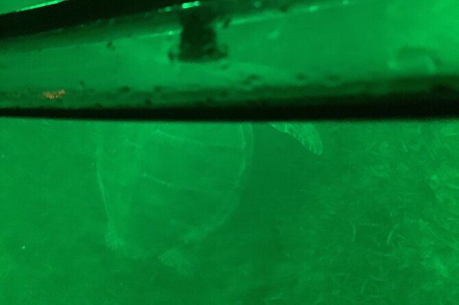 Night Kayaking with Liquid Glow - Price and Value: Is $110 Worth It?