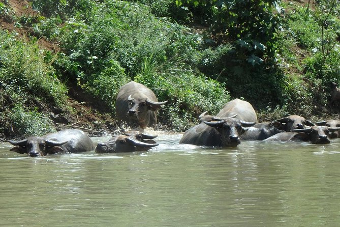 No.1 Chiang Mai: Leisure River Kayaking: Mae Taeng forest Reserve - Price and Value: What You’re Paying For at $74.95